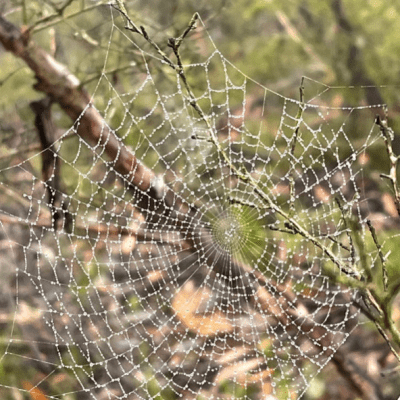 December 2021 New Moon Newsletter